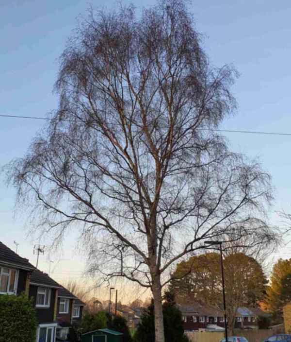 meggeson avenue silver birch photo SCC via LDRS