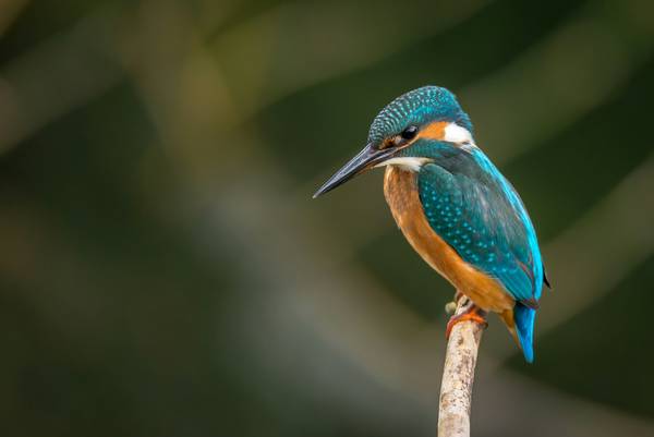 kingfisher vincent van zalinge vUNQaTtZeOo unsplash
