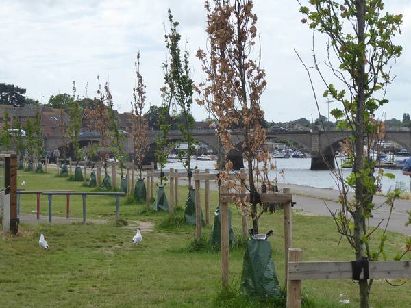 Jubilee trees riverside park 10 7 23 P1040561