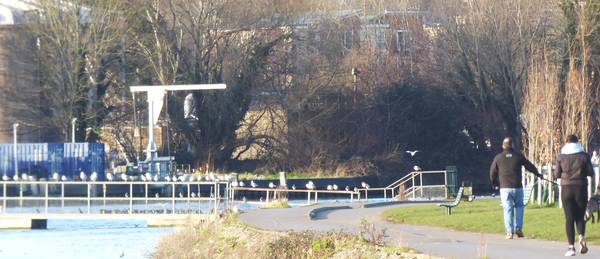 riverside park with sewage works closer shot Jan 24 P1040817
