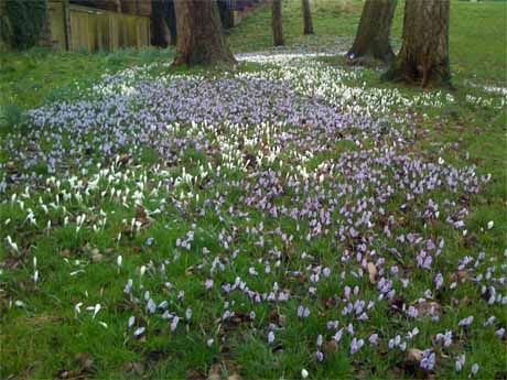 spring bulbs riverside